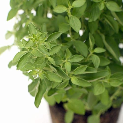 oregano - winterharte kübelpflanzen winterfeste für balkon garten zimmerpflanze kräutersamen gemüsesamen balkon exotische 20samen