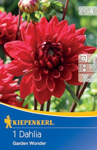 Kiepenkerl Dekorative Dahlie Garden Wonder - Glühend Rote Blumenzwiebeln, Ideal als Beet- & Schnittblumen, Frühjahrsblumenzwiebeln