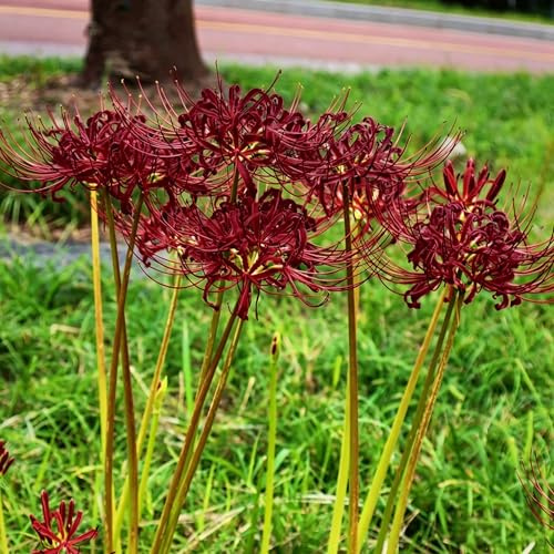 giglio ragno rari a primaverile giglio di sangue rialzata giardino per interno giardino decorazione balcone rizoma per zone 7bulbi