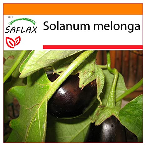 SAFLAX - Garden in the Bag - Berenjena - 20 semillas - Con sustrato de cultivo en un sacchetto rigido fácil de manejar. - Solanum melonga