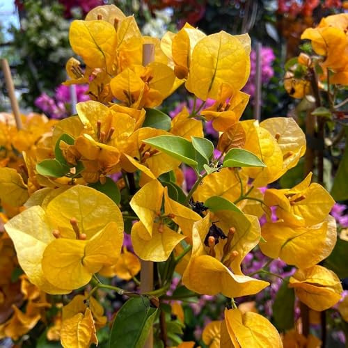 Vivai le Georgiche - Pianta vera di Bougainvillea x buttiana Lady Mary Baring Bougainvillea 'Lady Mary Baring' Bouganvillea, Buganvillea, Bouganville, Buganville - vaso Ø 24 cm