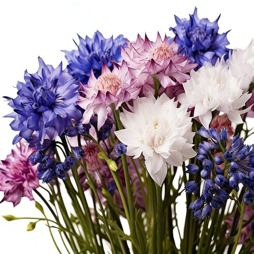 Chrysanthemum Seeds for Planting, 500 Mixed Cornflower Flower Seeds, Hardy Garden Exotic Flower Seed for Home Garden and Outdoor