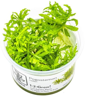 Tropica Pogostemon helferi 1-2 GROW! Gewebekultur Aquariumpflanze