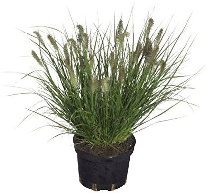 Lampenputzergras Cassian - großer Topf - Pennisetum alopecuroides - lebende Gartenpflanze aus den Baumschulen