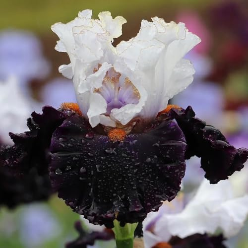 Semillas de iris, Iris tectorum, Las de jardín son resistentes Los lirios son perennes resistentes, variedades antiguas de balcón 80pcs