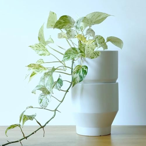 Semi di Pothos - semi di verdi per giardinieri sempreverde, resistente al freddo arredamento del soggiorno vecchie varietà ufficio balcone 250pcs