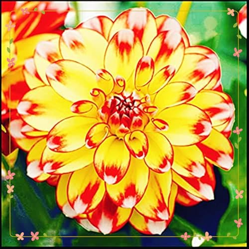 Dalia bulbi,bulbi di dalia gigante,Bulbi Da fiore resistenti,Dalia Fiore,Splendide piante ornamentali per giardini e vasi,Zinnia Pianta(Senza Semi, non artificiali,resistenti)-2bulbi-B