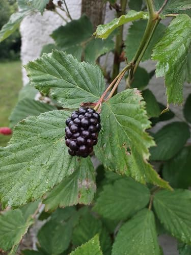 Säulen Brombeere Navaho frühe Reifezeit schwarze süße Früchte, 40-60 cm im Topf