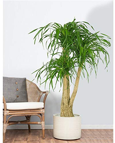 1 PIANTA BEAUCARNEA O PIANTA MANGIAFUMO VASO 17CM PIANTA DA APPARTAMENTO PURIFICA L'ARIA