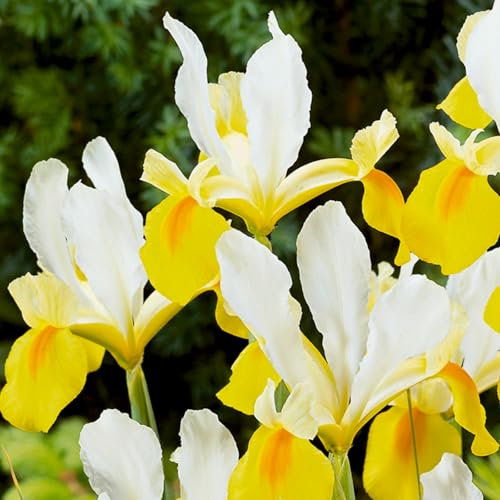 Carbeth Plants - 100 x Iris Symphony Spring Bulbs - Yellow Summer Flowering Perennials - UK Hardy Low Maintenance Pollinator Friendly - Grow in Beds, Borders and Patio Pots