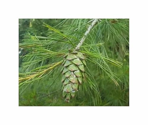 Stk - 5x Pinus armandii Davids Kiefer Garten Pflanzen - Samen ID1838 - Seeds & Plants Shop by Ipsa
