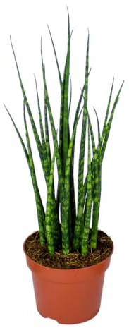 Bloomique - Sansevieria Fernwood Mikado - Schwiegermutterzunge - Bogenhanf - Zimmerpflanzen - Luftreinigend - Sehr pflegeleicht - Höhe 20-30 cm - Topf 12 cm