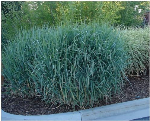 Stauden Gänge 3 x Panicum virgatum 'Dallas Blues' Blaue Rutenhirse