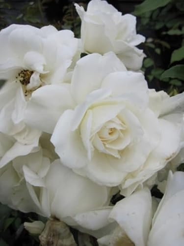 Rosa Schneewittchen® syn. Iceberg und Fée de Neiges - Strauchrose - Kordes Rose