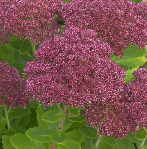 Prächtige Fetthenne Septemberglut - Sedum spectabile - lebende Gartenpflanze aus den Baumschulen