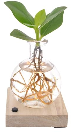 Clusia In Samoa Glas LED - 10cm - Ø5cm - Zimmerpflanze - Immergrün