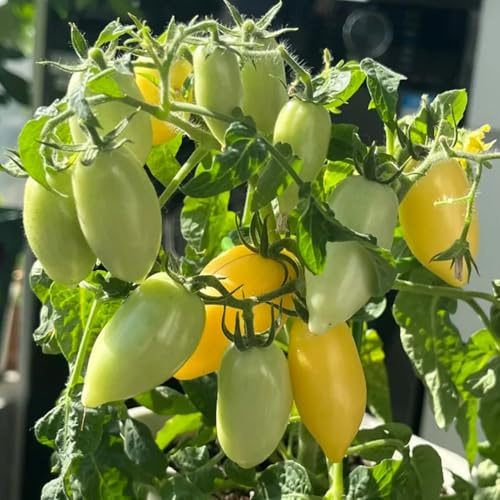 tomatensamen freiland, bio indoor balkongarten gewächshaus balkon 250pcs