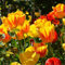 Bulbos de tulipán/Tulipanes naturales/Bulbos de flores, plantas perennes, bolas de jardín para balcones que se pueden colocar en macetas.-5bulbos-F