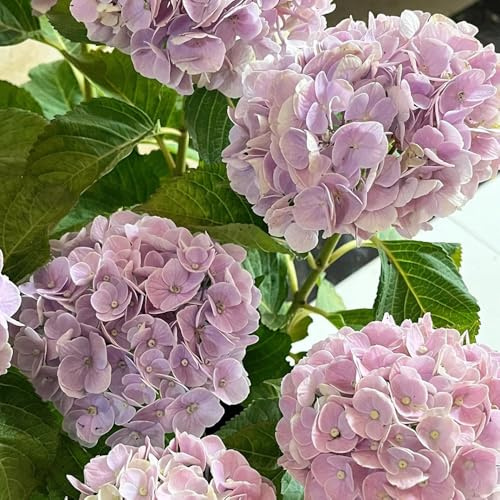 Semillas de hortensia - regalos de jardín para mujeres Las de jardín son perennes resistentes 20pcs