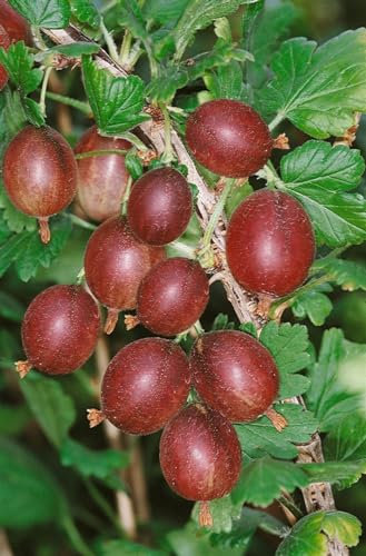 Ribes uva-crispa 'Captivator' 30-40 cm – Winterhart, Mehrjährig, Pflegeleicht – Stachelbeere – Beerenstrauch für Garten & Terrasse