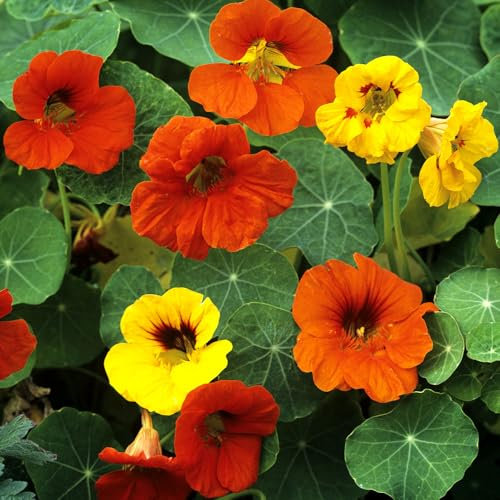 Nasturtium Tom Thumb Seeds – Dwarf & Bushy Edible Flowers – Must Have for Beddings & Rockeries – Hardy Annual – for Your Beautiful Garden