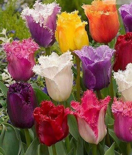 10 Tulpen Zwiebeln bunt gemischte Crispa Blumenzwiebeln Garten Frühling Blumen