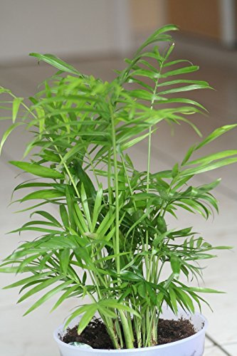 Chamaedorea elegans - The Parlor Palm - 20 Fresh Seeds