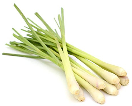 Semillas Lemon Grass | DECOALIVE | Semillas para Cultivar en Casa | Fáciles de Cultivar