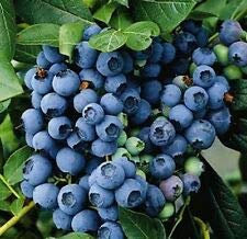 Blueberry Berkeley 9cm Pot Edible Blue Berries Bush Soft Fruit Shrub Super Fruit