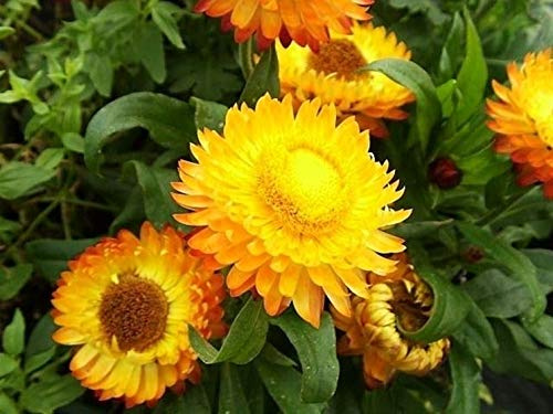 ELICRISO GIALLO ORO NR.300 SEMI