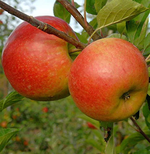 Apfelbaum Piros 60-80cm - ein Frühapfel - lebende Gartenpflanze aus den Baumschulen