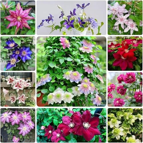 Clematide Pianta bulbi,piante erbacee perenni,clematide,Bulbi da fiori resistenti,Clematide cirrosa,clematide rampicante pianta,Tagliare(senza semi,Non artificiali)-4 bulbi-L