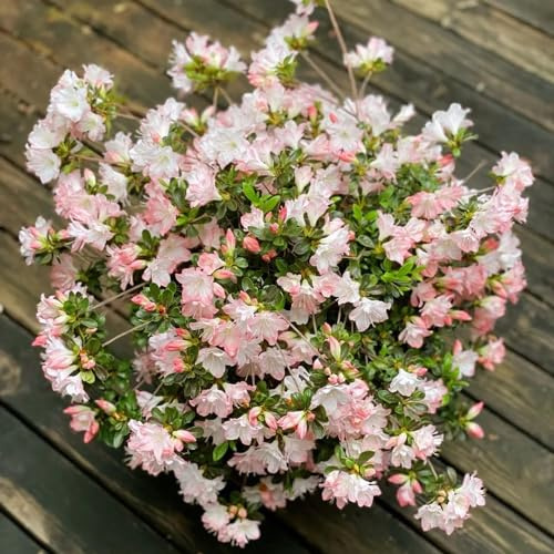 semillas resistentes de azalea - interior perennes exóticas jardín 200pcs