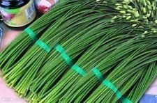 Graines D'Oignon Et D'Ail (Légumes Semi-Cimels Non Ogm)