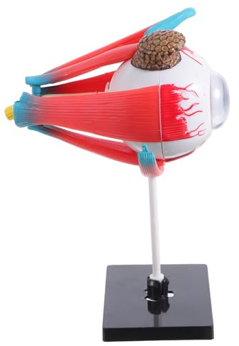 FUNOMOCYA Anatomical Eye Model for Educational for Science Learning at Home School Enhances Understanding of Visual System Materials