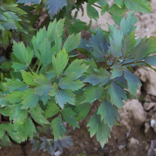 semillas de apio organicas jardín, orgánicas frescas de apio de medicinales, balcón, 300pcs