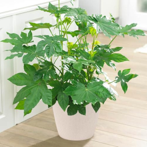 YouGarden Fatsia Japonica Japanese Aralia, Garden Ready and Established Plant in 12cm Pot, Evergreen, Easy to Care for, Shade Loving Plants
