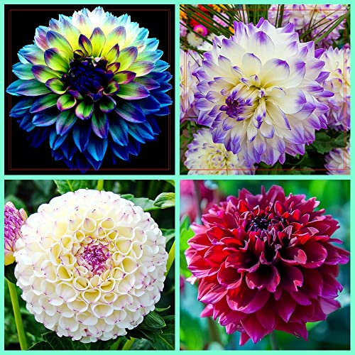 Mixed bubi,Bulbi di dalia,zinnia bulbi,bulbi da piantare,fiori enormi,adatti per decorazioni domestiche,abbellimento di uffici,piantagioni di giardini,piantati in vaso o a terra