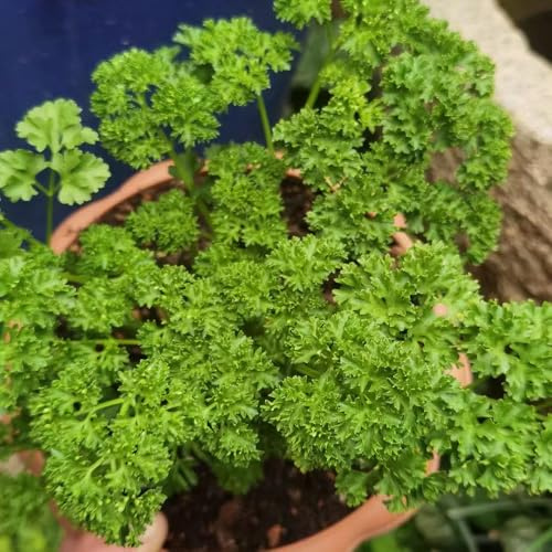 perejil - semillas camas elevadas para jardín resistentes de jardín semillas perejil balcón exóticas 600pcs