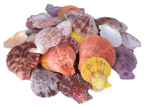 Zliger Coquillages naturels 500 g - Décoration Maritime colorée - Décoration de Mariage colorée (4-7 cm, Environ 100) (Couleur)