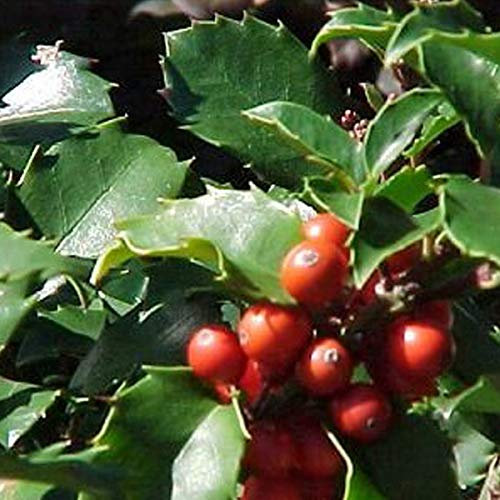 Ilex Meserveae 'Blue Princess'- Houx 'Blue Princess' 40-60 cm en conteneur