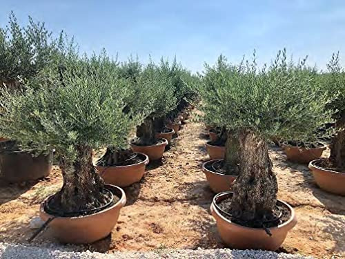 Ulivo olivo Olea europea bonsai in ciotola da 160 lt cfr. tronco 100/140 cm FOTO REALI Vivaio di Castelletto