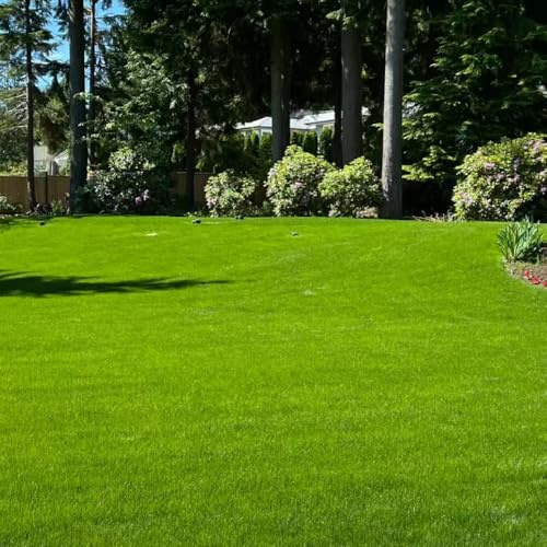 semillas de césped resistentes - balcón resistentes semillas de, jardín, decorativas 10000pcs