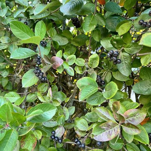 Semi di Aronia, Aronia melanocarpa, bacche, balcone colonnari, nani sono resistenti 80pcs