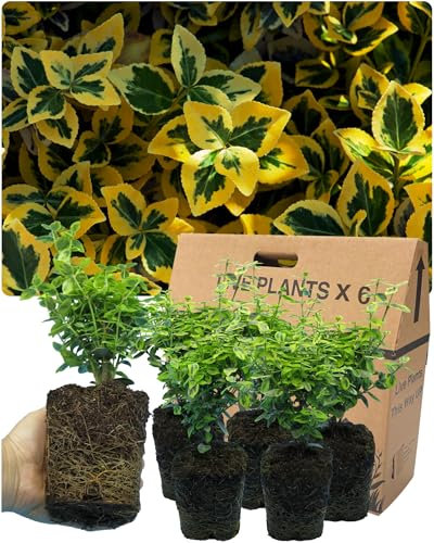 6 Perennial Euonymus Plant Collection - Small Leaf Emerald Gold. Established Rootball. Easy Care Ornamental Hardy Evergreen Garden Ready Outdoor Shrubs. for Hedging, Borders or Patio Containers