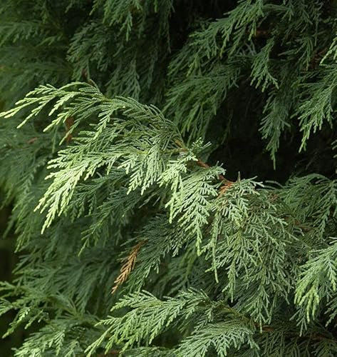 Leyland Zypresse Blue Jeans 40-60cm - Cupressocyparis Leylandii