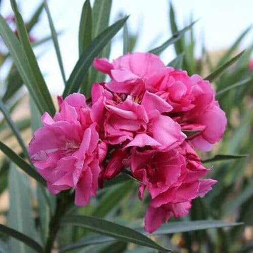 100pcs Fresh Oleander Flower Seeds Pink