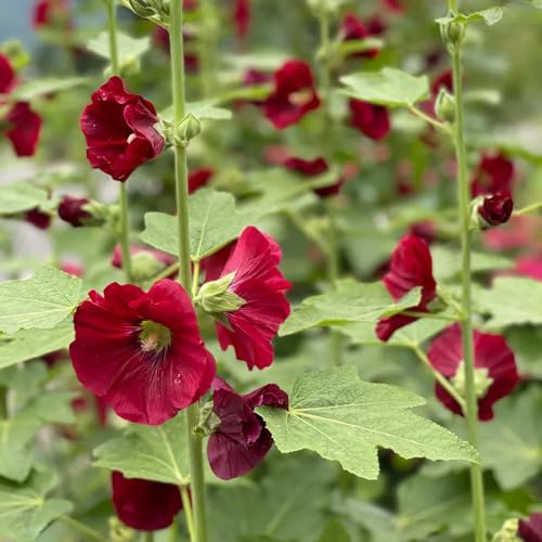 malvarrosas Semillas de perennes, de balcón resistentes. malva loca Semillas balcón Cobertura vegetal macizos, perenne resistente 800semillas