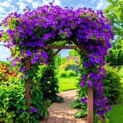 Sfuso Rizoma Di Clematide, Resistenti Al Freddo E Alla Siccità, Facile Da Coltivare, Adatte Per La Decorazione Di Giardini-15 Rizoma-B