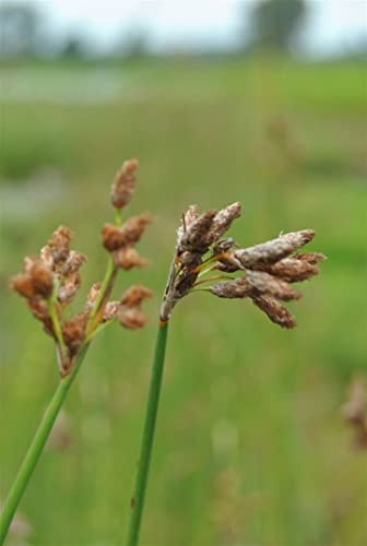 Scirpus lacustris 9x9 cm Topf – Winterhart, Mehrjährig, Pflegeleicht – Teichbinse – Sumpfpflanze für Teichrand & Flachwasser